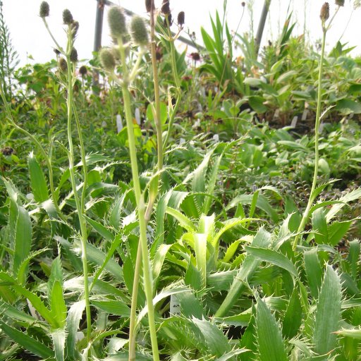 Eryngium yuccafolium
